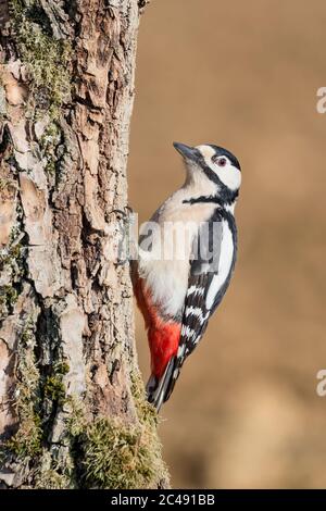 Bel ritratto di femmina di Picchio Grande (Dendrocopos Major) Foto Stock