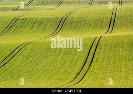 Tracce in un campo di grano, Puy de Dome, Auvergne-Rhone-Alpes, Francia Foto Stock