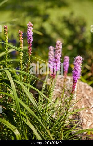 Punte fiorite di Liatris spicata 'Kobold' (comunemente chiamato Blazing Star) che crescono nel giardino. Regione di Kaluga, Russia. Foto Stock