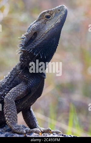 Drago con portico orientale (Pogona barbata). Bogangar, NSW, Australia Foto Stock