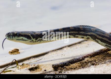 Python tappeto costiero (Morelia spilota mcdoweli) sul bordo del lago Cudgen, NSW, Australia Foto Stock