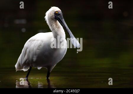 Spatola reale (Platalea regia) in piedi in torrente. Pottsville, NSW, Australia. Foto Stock