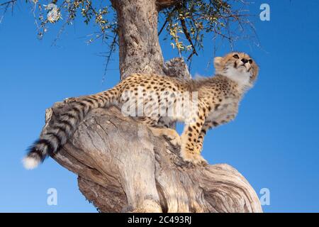Un ritratto orizzontale di un piccolo cucciolo di ghepardo seduto in alto nell'albero con cielo blu chiaro sullo sfondo nel Parco Kruger Sud Africa Foto Stock