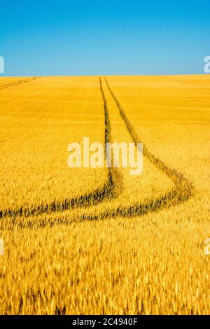 Tracce in un campo di grano, Puy de Dome, Auvergne-Rhone-Alpes, Francia Foto Stock