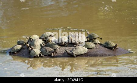 Hippo è coperto da graziosi terrapins che lo usano come roccia nel Kruger Park Sud Africa Foto Stock