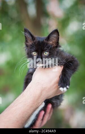 un gattino nero con baffi bianchi guarda avanti, essendo tenuto tra le braccia Foto Stock