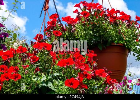 Cestino appeso Petunia rosso Surfinia Petunias in cestello appeso Foto Stock