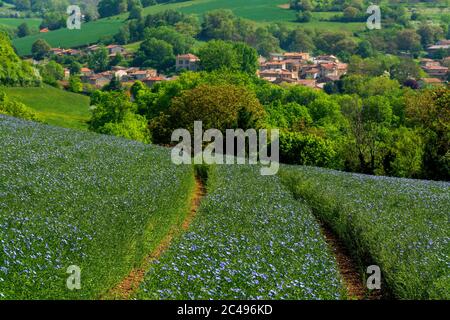 Flax field (Linum usitatissimum) in flower. Puy de Dome. Auvergne. France Foto Stock