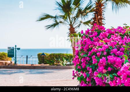 Vista del vicolo vicino alla spiaggia con palme e fiori colorati fucsia che formano mazzi. Bougainvillea spectabilis. Foto Stock