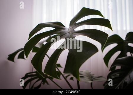 Colpo selettivo di foglia di monstera con tende bianche dietro di essa Foto Stock