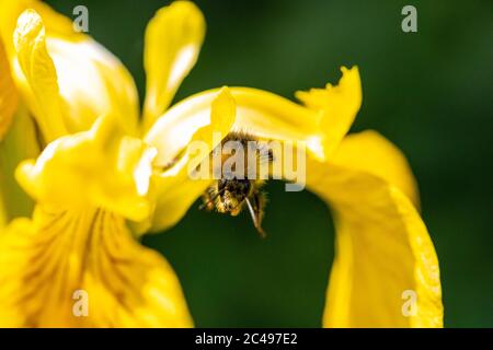 L'ape emerge dall'interno dei petali di un iride giallo in piena fioritura. Macro con sfondo verde bokeh Foto Stock