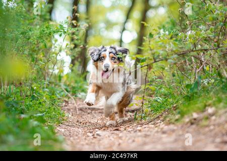 Pastore australiano che salta sul sentiero attraverso la foresta al confine interno tedesco Foto Stock