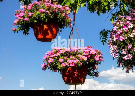 Cesto sospeso due cesti con petunias-Surfinia in un giardino estivo, fiori, sfondo blu del cielo, fiori del giardino delle petunie Foto Stock