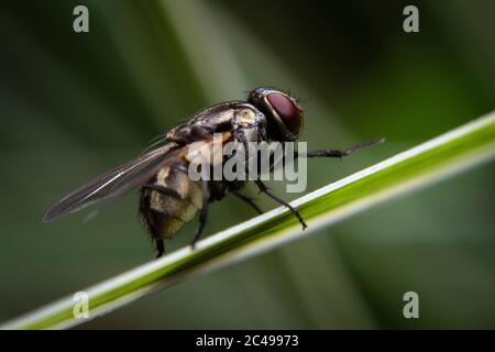 Macro ha sparato una mosca che riposa sull'erba Foto Stock