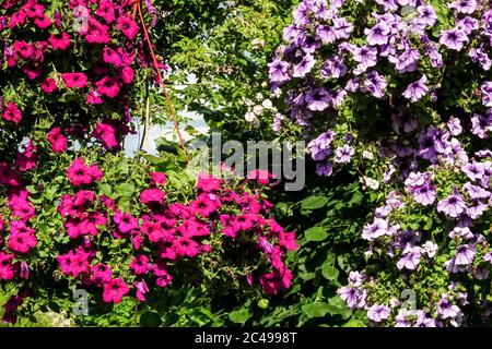 Appendere fiori di piante colorate in cesto Foto Stock