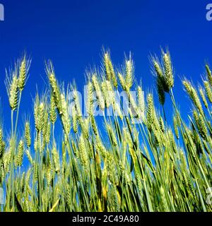 Campo di orzo, pianura Limagne, Puy de Dome, Auvergne-Rodano-Alpi, Francia Foto Stock