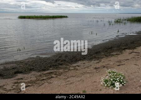 Vacanze negli Stati baltici, 2008 Foto Stock
