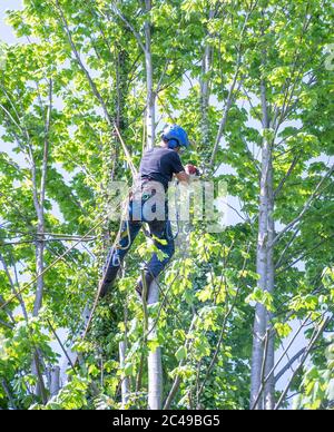 Un chirurgo dell'albero o Arborista usando una motosega su un albero che taglia i rami. Foto Stock