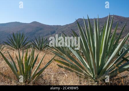 Un'immagine di alte colline e gigantesche aloe veras che si scintillano sotto il cielo blu Foto Stock