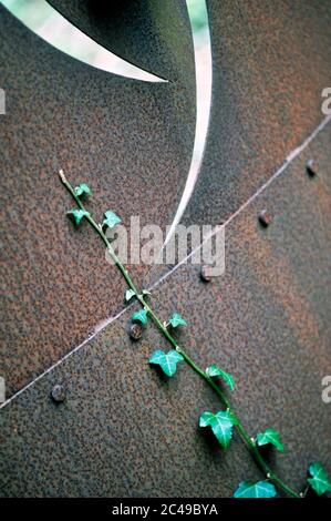 singolo filo di edera che cresce su piastre metalliche arrugginite Foto Stock
