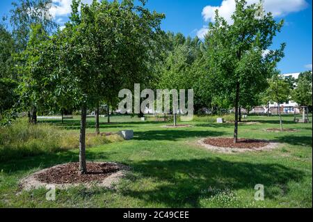 Berlino, Germania. 24 Giugno 2020. Nella parte nuova del Mauerpark ci sono alberi. L'area commerciale accanto al Mauerpark è stata trasformata in un parco, raddoppiando così l'area del parco. L'espansione di Mauerpark sarà aperta il 26.06.2020. Credit: Christophe Gateau/dpa/Alamy Live News Foto Stock