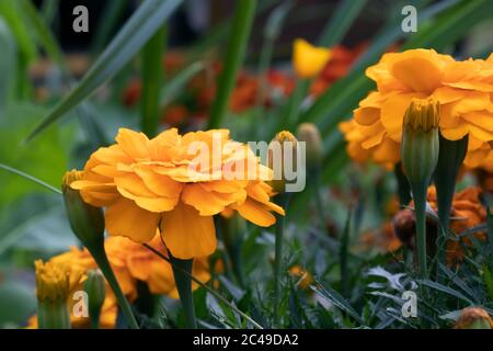 Marigolds arancio su un letto fiorito in un giardino estivo Foto Stock