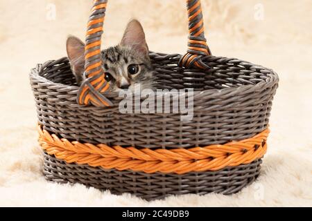 Carino gattino grigio sguazzare da un cesto di vimini sopra uno sfondo di una crema di pelliccia plaid Foto Stock