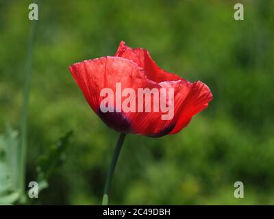 Primo piano di un solo bel fiore rosso papavero in un giardino Foto Stock