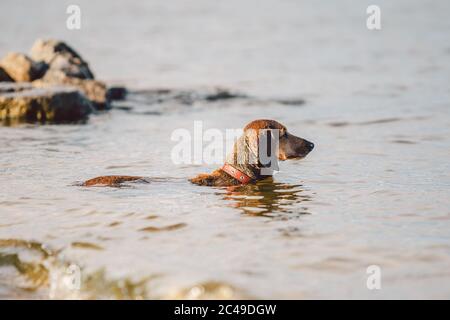 Un vecchio cane marrone Dachshund si trova in acqua sulla riva del fiume e guarda in lontananza al suo proprietario. Il cane si raffredda in uno stagno. Bagni animali domestici Foto Stock