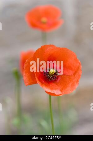 Capo di un papavero a testa lunga, Papaver dubium, che cresce selvaggio in Northumberland, Regno Unito Foto Stock