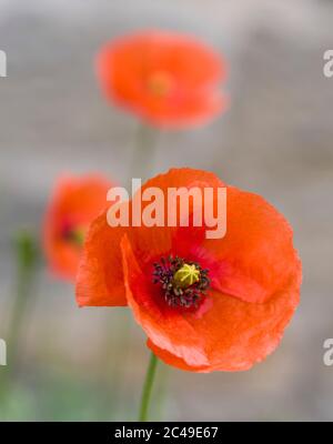 Capo di un papavero a testa lunga, Papaver dubium, che cresce selvaggio in Northumberland, Regno Unito Foto Stock