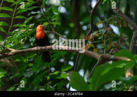 Blackbird a testa di scarlatto - Amblyramphus holosericeus, ritratto di un bellissimo uccello perching proveniente dalle zone umide sudamericane, Brasile. Foto Stock
