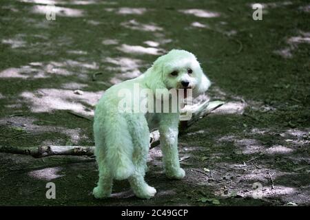 Limpsfield Chart,Surrey,25 Giugno 2020,Coton de Tuléar godendo il suo esercizio quotidiano durante una passeggiata nel bosco a Limpsfield Chart, Surrey. L'Ufficio Met ha avvertito che i livelli di UV oggi forse il più alto mai registrato come le previsioni meteo per oggi sono Sunny e 29C. Domani le docce thundery sono forecast.Credit: Keith Larby/Alamy Live News Foto Stock