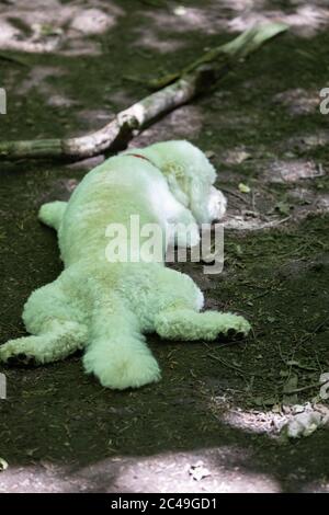 Limpsfield Chart,Surrey,25 Giugno 2020,Coton de Tuléar godendo il suo esercizio quotidiano durante una passeggiata nel bosco a Limpsfield Chart, Surrey. L'Ufficio Met ha avvertito che i livelli di UV oggi forse il più alto mai registrato come le previsioni meteo per oggi sono Sunny e 29C. Domani le docce thundery sono forecast.Credit: Keith Larby/Alamy Live News Foto Stock