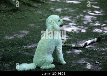 Limpsfield Chart,Surrey,25 Giugno 2020,Coton de Tuléar godendo il suo esercizio quotidiano durante una passeggiata nel bosco a Limpsfield Chart, Surrey. L'Ufficio Met ha avvertito che i livelli di UV oggi forse il più alto mai registrato come le previsioni meteo per oggi sono Sunny e 29C. Domani le docce thundery sono forecast.Credit: Keith Larby/Alamy Live News Foto Stock