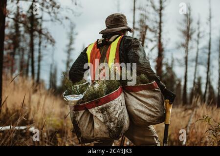 Vista posteriore dell'uomo che lavora in foresta per un rimboschimento sostenibile. Piantatrice di alberi che cammina attraverso erba alta con sacchi pieni di piantine di pino per i riforli Foto Stock