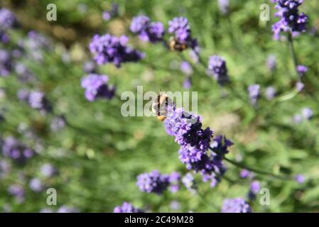 Bumble Bee sulla lavanda Foto Stock