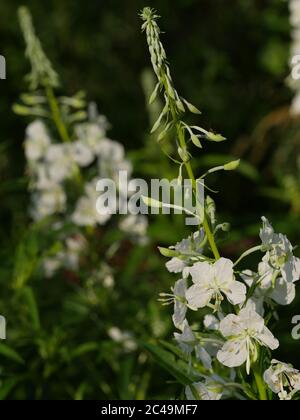 Chamaenerion angustifolium 'Album', Epilobium angustifolium alba, White Rosebay Willowwib Foto Stock