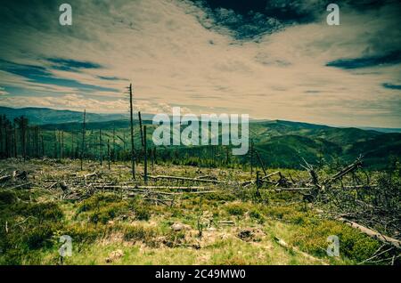 Vista panoramica di una radura con vecchi tronchi arenati con una catena montuosa sullo sfondo Foto Stock