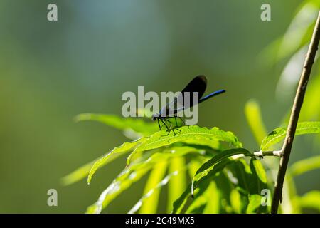 Immagine ravvicinata di una Dragonfly su una foglia verde. Bella demoiselle (Calopteryx virgo). Tutto sfondo verde. Foto di alta qualità Foto Stock