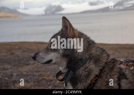 Colpo del bel cane grigio e furry del tondino Tamaskan Foto Stock