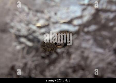 Colpo del cane grigio di alga Tamaskan attraverso un ghiaccio foro Foto Stock