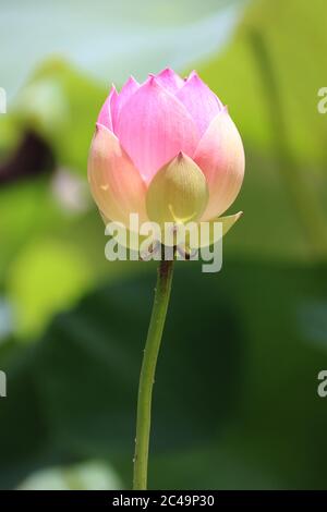 Germoglio del loto rosa Foto Stock