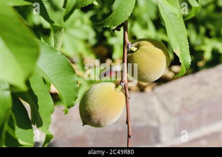 Colpo di Closuep di due pesche non mature su un ramo di albero Foto Stock