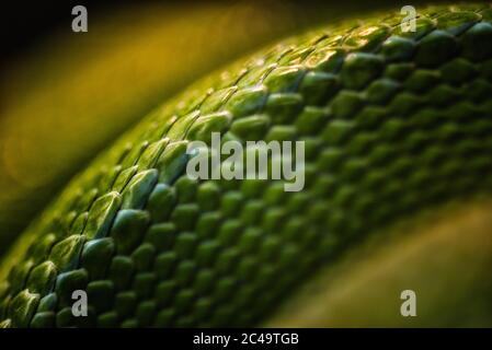 Macro-primo piano astratto di scale sovrapposte di un pitone verde (Morelia viridis). Foto Stock