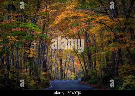 Splendido paesaggio forestale autunnale nella Prefettura di Aomori in Giappone Foto Stock