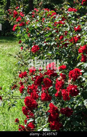 Red Roses Rosa 'Roter Korsar' estate giardino arbusti fioriti confine Foto Stock