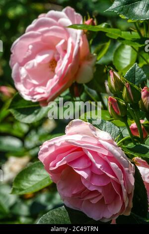 Rosa Rosa 'Astrid Lindgren' Foto Stock