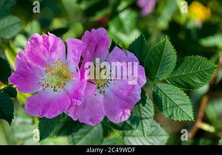 Glaucous cane rosa (Rosa dumalis) Foto Stock