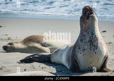 Una foca maschile dell'Elefante Settentrionale (Mirounga angustirostris) sorge da terra, apre la bocca e ruggisce al ruggito della foca dell'Elefante Piedras Plancas. Foto Stock